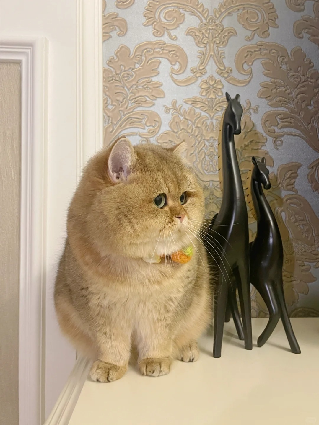 小猫不语,只是一味的生胖气!