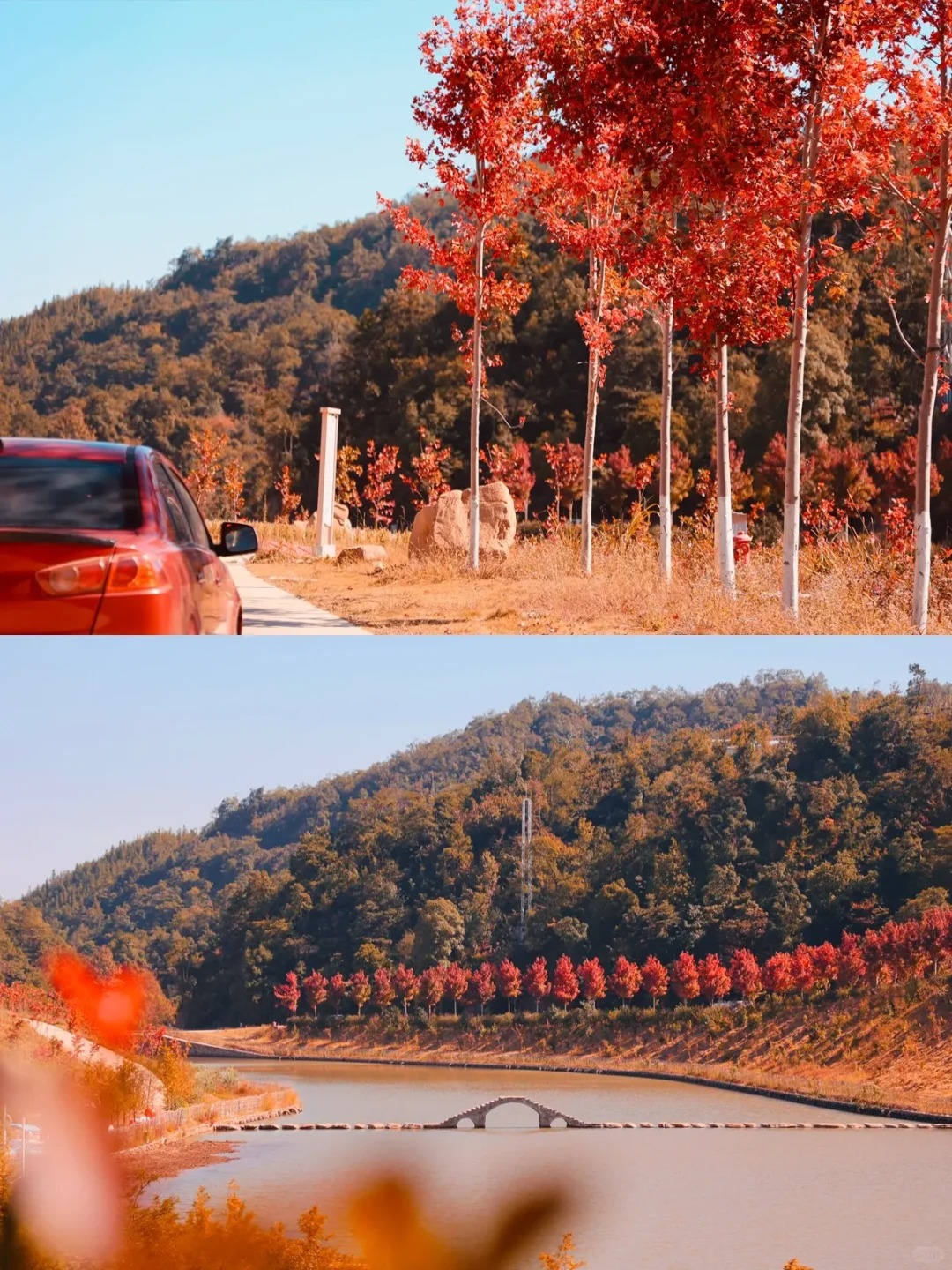 广东最美枫叶林已经红了🍁八万棵红枫好绝
