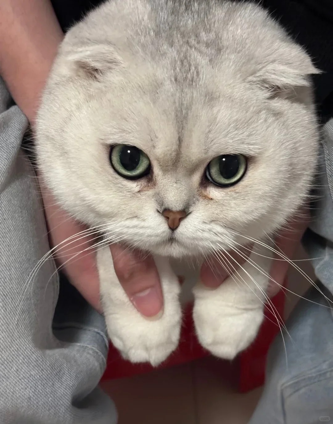 傻猫🐱
